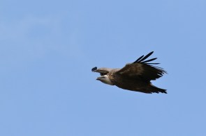 Vautour fauve/Griffon Vulture