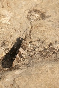Oedipoda germanica, Red-winged Grasshopper/Criquet à ailes rouges