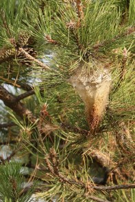 nid de Guêpe poliste (Polistes dominula) espèce de Guêpes sociables