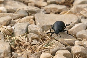 coléoptère/insecte