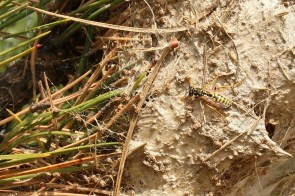 nid de Guêpe poliste (Polistes dominula) espèce de Guêpes sociables