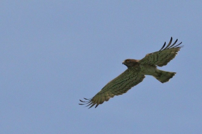Circaète Jean-le-Blanc/Short-toed Snake Eagle
