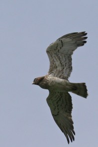 Circaète Jean-le-Blanc/Short-toed Snake Eagle