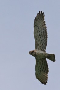 Circaète Jean-le-Blanc/Short-toed Snake Eagle