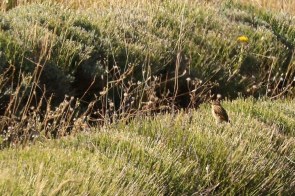 Tarier des prés/Winchat