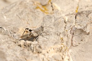 Oedipoda germanica, Red-winged Grasshopper/Criquet à ailes rouges