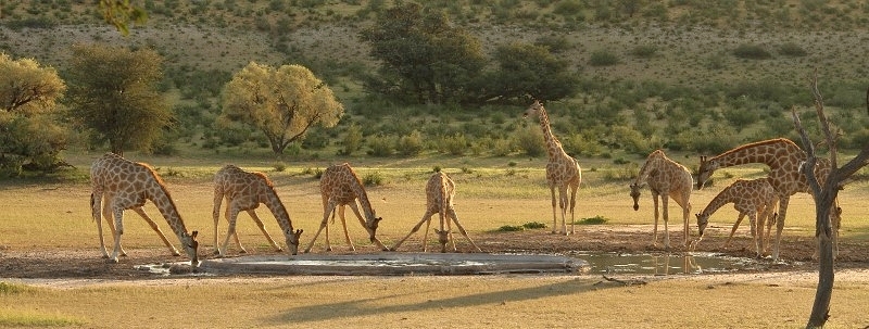 Girafe