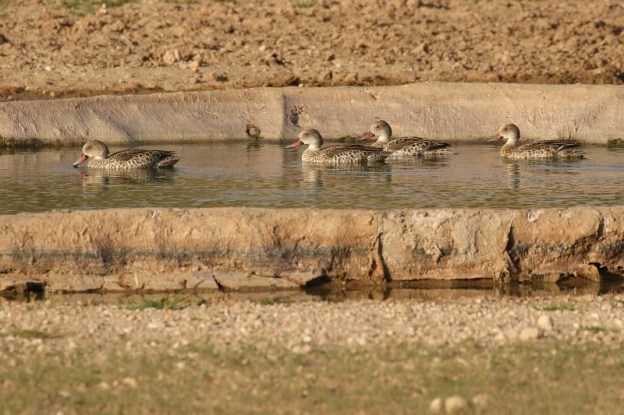 Cape Teal/Canard du Cap