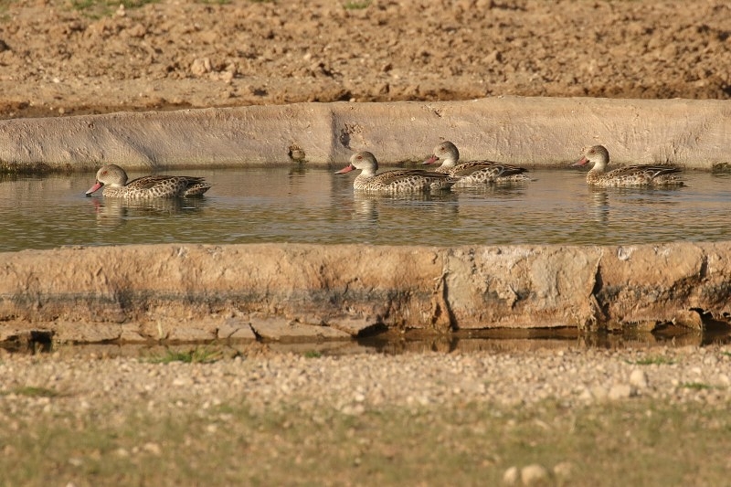 Cape Teal/Canard du Cap