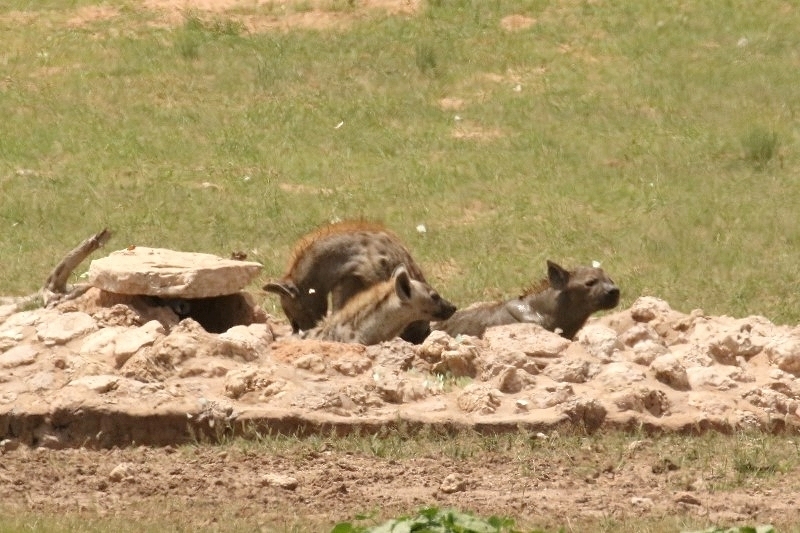 Spotted Hyena/Hyène tachetée