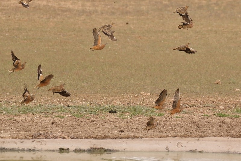 Namqua Sandgrouse/Ganga Namaqua