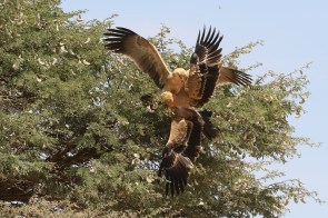 Tawny Eagle/Aigle ravisseur