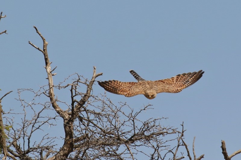 Greater Kestrel/Crécerelle aux yeux blancs