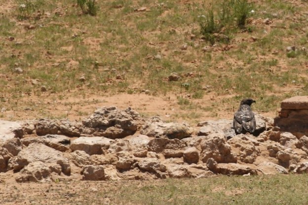 Buse rounoir et Tortue léopard