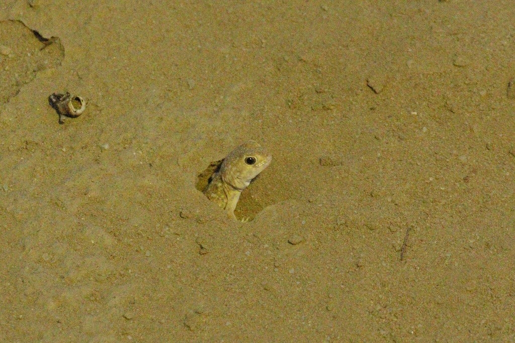 Barking Gecko - Nossob waterhole