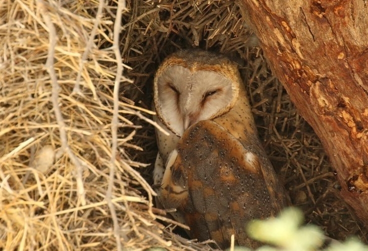 Barn Owl/Chouette effraie