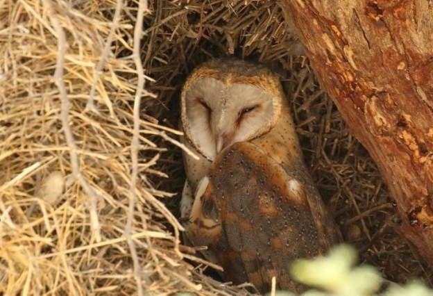 Barn Owl/Chouette effraie