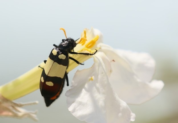 Blister Beetle (Meloidae)