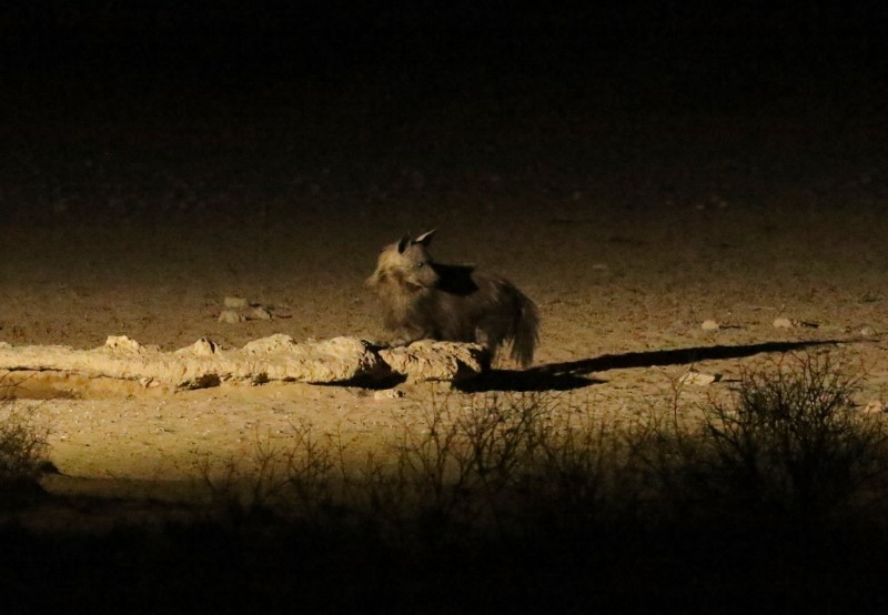Brown Hyena/Hyène brune