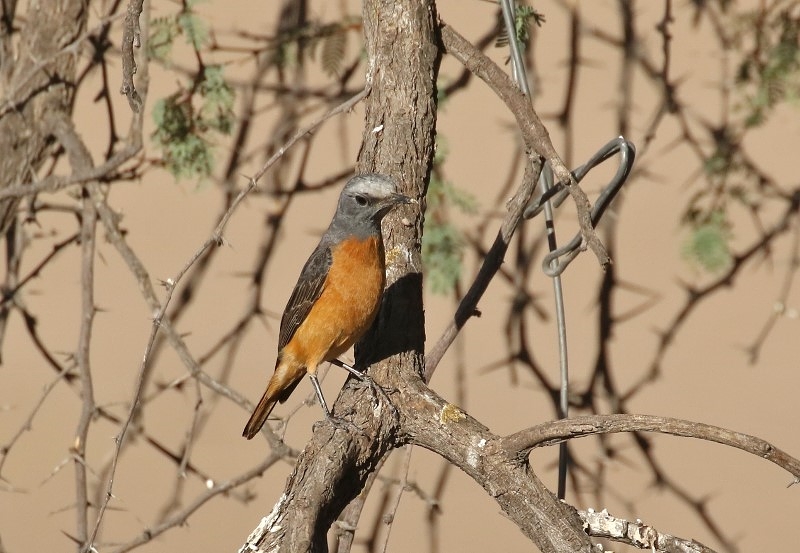583. Short-toed Rock-Thrush/Monticole à doigts courts - 60 pts