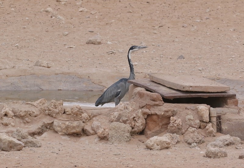 Black-headed Heron/Héron mélanocéphale